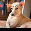 Dogesh Bhai