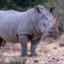 Rhino