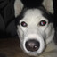 Tyson