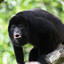 Amazon Black Howler