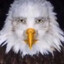 American eagle