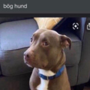 bög hund Steam avatar