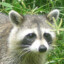 Racckoon #SaveTF2 #FixTF2