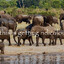 the 500 elephants in the room