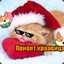 The cat from Russia