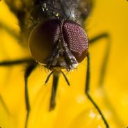 Kulli - steam id 76561197960501463