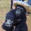 MexGorilla