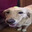 JellyDoge