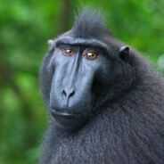 skubbes_black_monckey