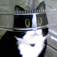 陈不挡又在哄猫