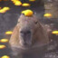 SmugCapybara