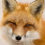 RedFox