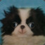 (ﾉ◕ヮ◕)ﾉ*･ﾟ✧Toten