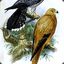 Falco Alopex