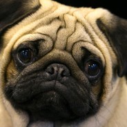 The Pug avatar