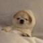 skipy