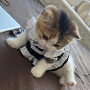 Билли Но Гами