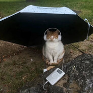 小猫模拟器