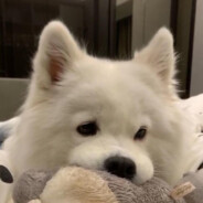 夜御百女枪不倒