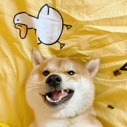 他不及我美丽