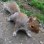 McSquirrel