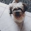 Matheus Cachorrao