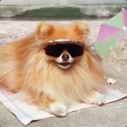 entirely too many small dogs