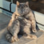 Armando The Lazy Cat