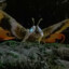 ♥Mothra♥