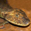 Tiktaalik