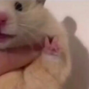 麻雀食了牛欢喜