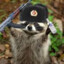 RaccoonLeKon9