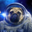 Dog in Space