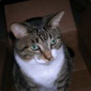 Torgo1969 - steam id 76561197970980975