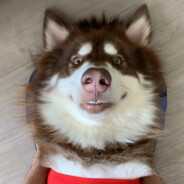 邹邹一枪被秒了