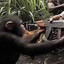 monkey with a gun