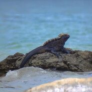 澳大利亚海蜥蜴