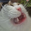 VOuCAT13