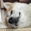 北方加班肥宅