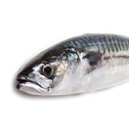 Atlantic Mackerel