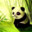 AsianPanda