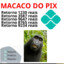 MACACODOPIX