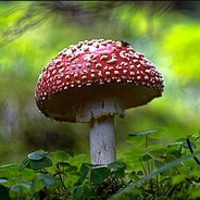 Amanita Muscaria