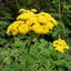 Tansy