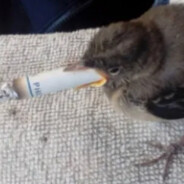Bird smoking a cigarette