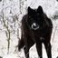 Black Wolf