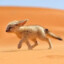 Desert Fox