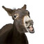 &lt; ! Burro maldito ! &gt;