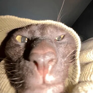 junior pussycato