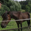 Ferd Blu